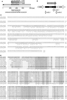 Mouse Cytomegalovirus M34 Encodes a Non-essential, Nuclear, Early-Late Expressed Protein Required for Efficient Viral Replication